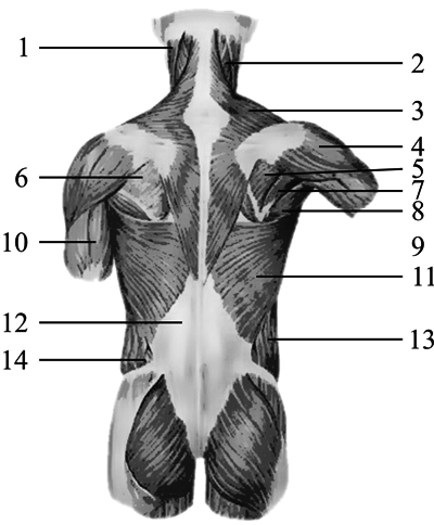 Медицинский, лечебный и косметический массаж - i_035.png