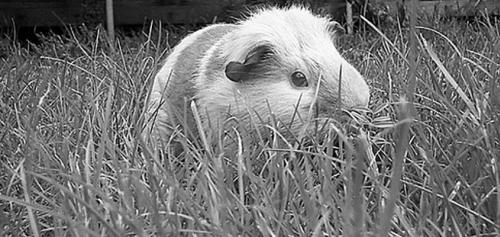 Морские свинки - _04.jpg