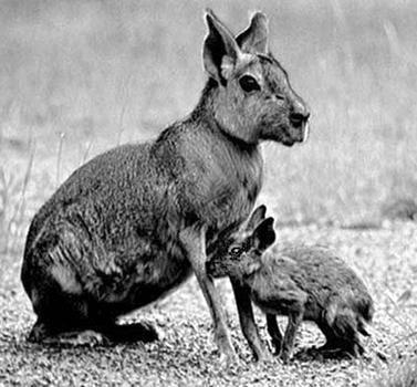 Морские свинки - _07.jpg