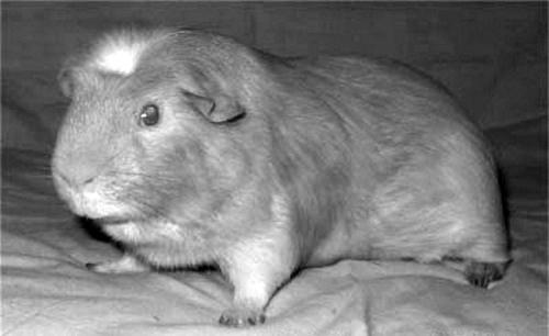 Морские свинки - _19.jpg