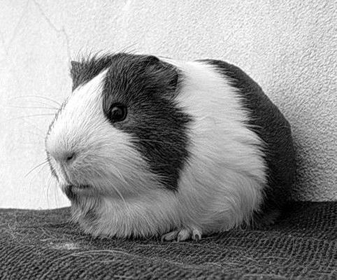 Морские свинки - _23.jpg