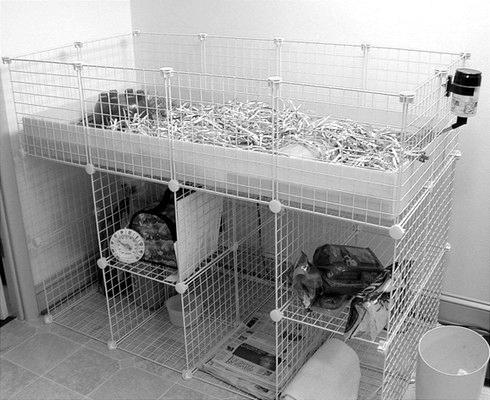 Морские свинки - _24.jpg