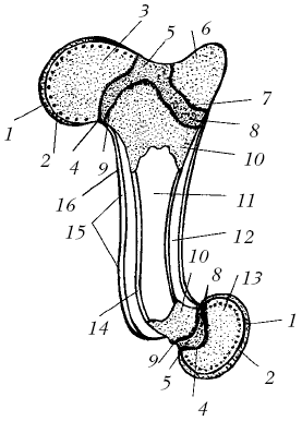 Ветеринарный справочник для владельцев собак - _03.png