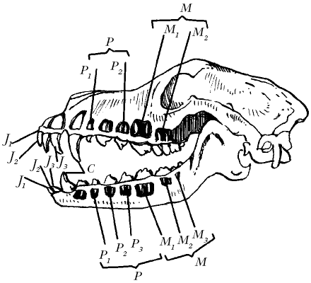 Ветеринарный справочник для владельцев собак - _14.png
