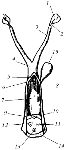 Ветеринарный справочник для владельцев собак - _21.png