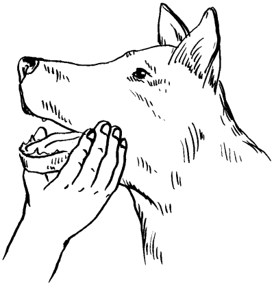 Ветеринарный справочник для владельцев собак - _50.png