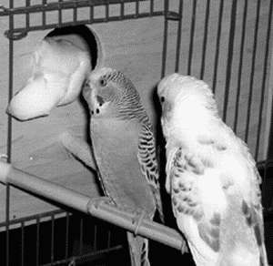 Попугаи - i_006.jpg