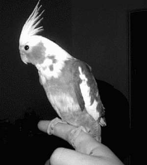 Попугаи - i_012.jpg