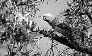 Попугаи - i_019.jpg