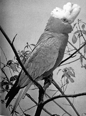 Попугаи - i_023.jpg