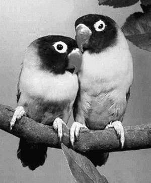 Попугаи - i_024.jpg