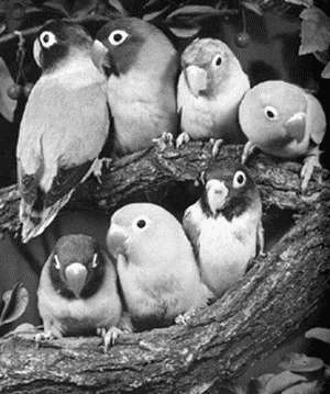 Попугаи - i_025.jpg