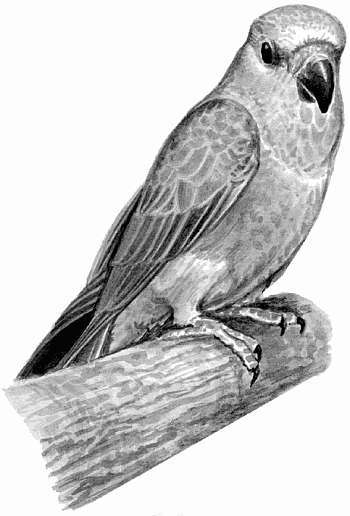 Попугаи - i_031.jpg