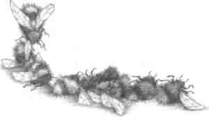 Странности эволюции-2. Ошибки и неудачи в природе - i_004.jpg