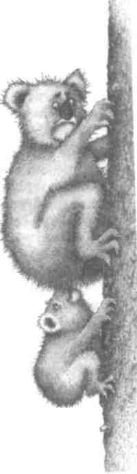 Странности эволюции-2. Ошибки и неудачи в природе - i_005.jpg