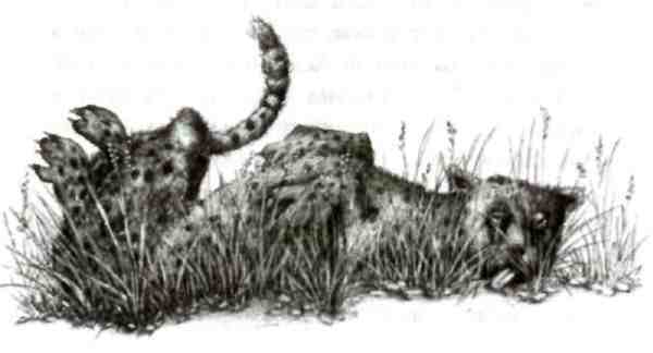 Странности эволюции-2. Ошибки и неудачи в природе - i_016.jpg