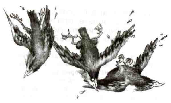 Странности эволюции-2. Ошибки и неудачи в природе - i_017.jpg