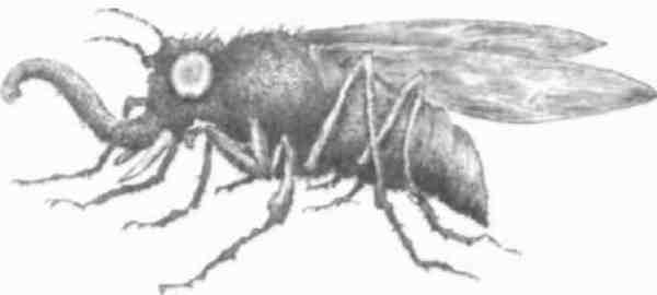 Странности эволюции-2. Ошибки и неудачи в природе - i_018.jpg