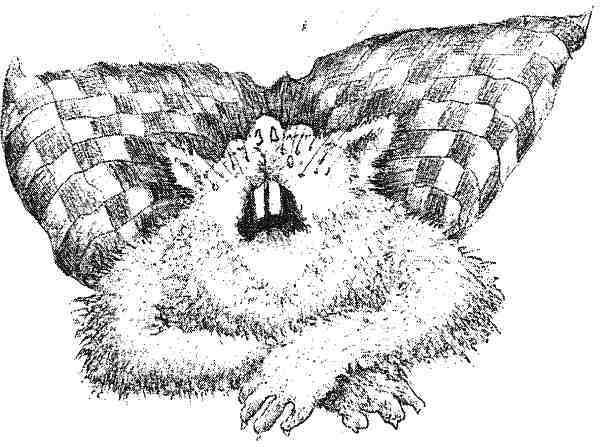 Странности эволюции. Увлекательная биология - i_012.jpg