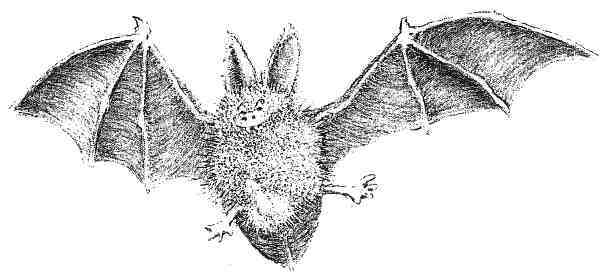 Странности эволюции. Увлекательная биология - i_016.jpg