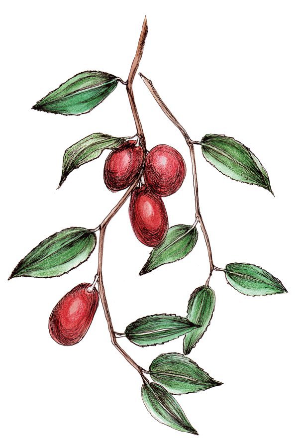 Травы для йоги и аюрведы - i_007.jpg