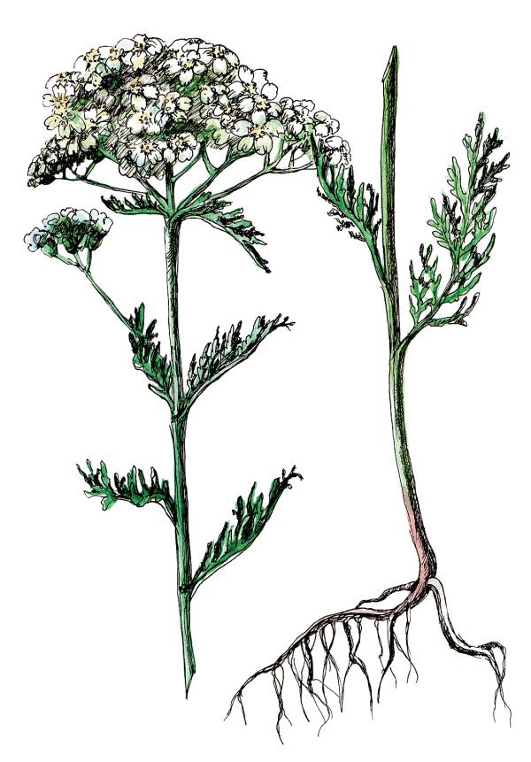 Травы для йоги и аюрведы - i_008.jpg