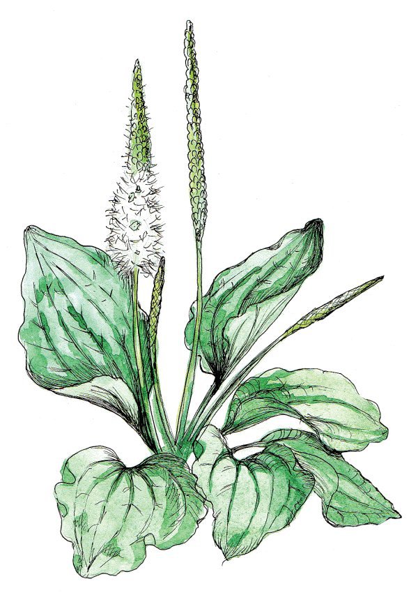 Травы для йоги и аюрведы - i_009.jpg