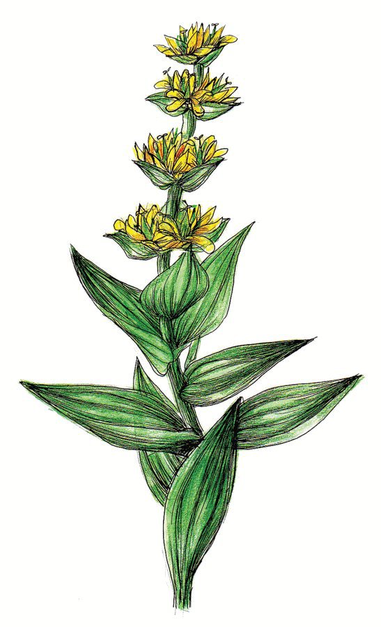 Травы для йоги и аюрведы - i_010.jpg