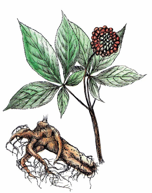 Травы для йоги и аюрведы - i_013.jpg