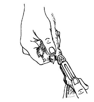 Ваша кошка - pic_13.jpg