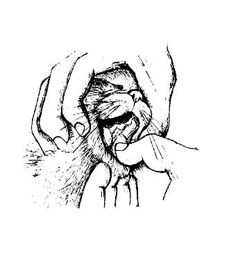 Ваша кошка - pic_14.jpg