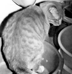 Ваша кошка - pic_16.jpg