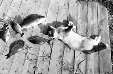 Ваша кошка - pic_21.jpg