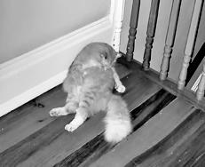 Ваша кошка - pic_5.jpg