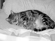 Ваша кошка - pic_23.jpg