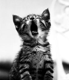 Ваша кошка - pic_25.jpg