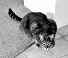 Ваша кошка - pic_26.jpg