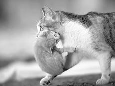 Ваша кошка - pic_29.jpg