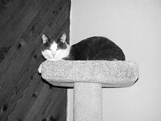 Ваша кошка - pic_32.jpg