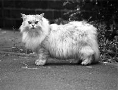 Ваша кошка - pic_33.jpg