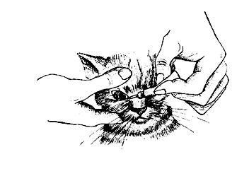 Ваша кошка - pic_36.jpg