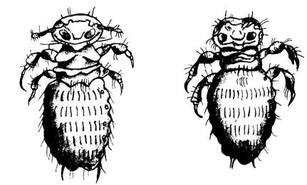 Ваша кошка - pic_40.jpg