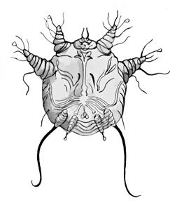 Ваша кошка - pic_41.jpg