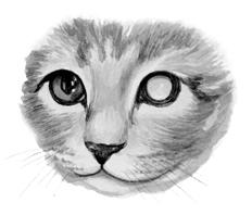 Ваша кошка - pic_45.jpg