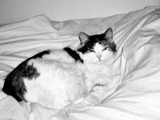 Ваша кошка - pic_48.jpg