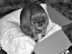 Ваша кошка - pic_50.jpg