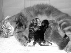 Ваша кошка - pic_52.jpg