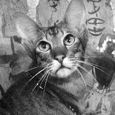 Ваша кошка - pic_55.jpg