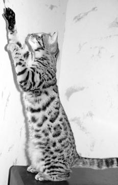 Ваша кошка - pic_58.jpg