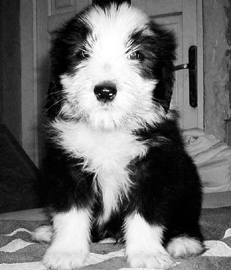 Ваш щенок - _011.jpg